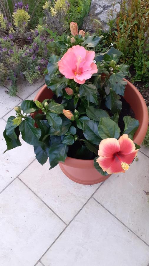 La Casetta Di Samba Holiday home